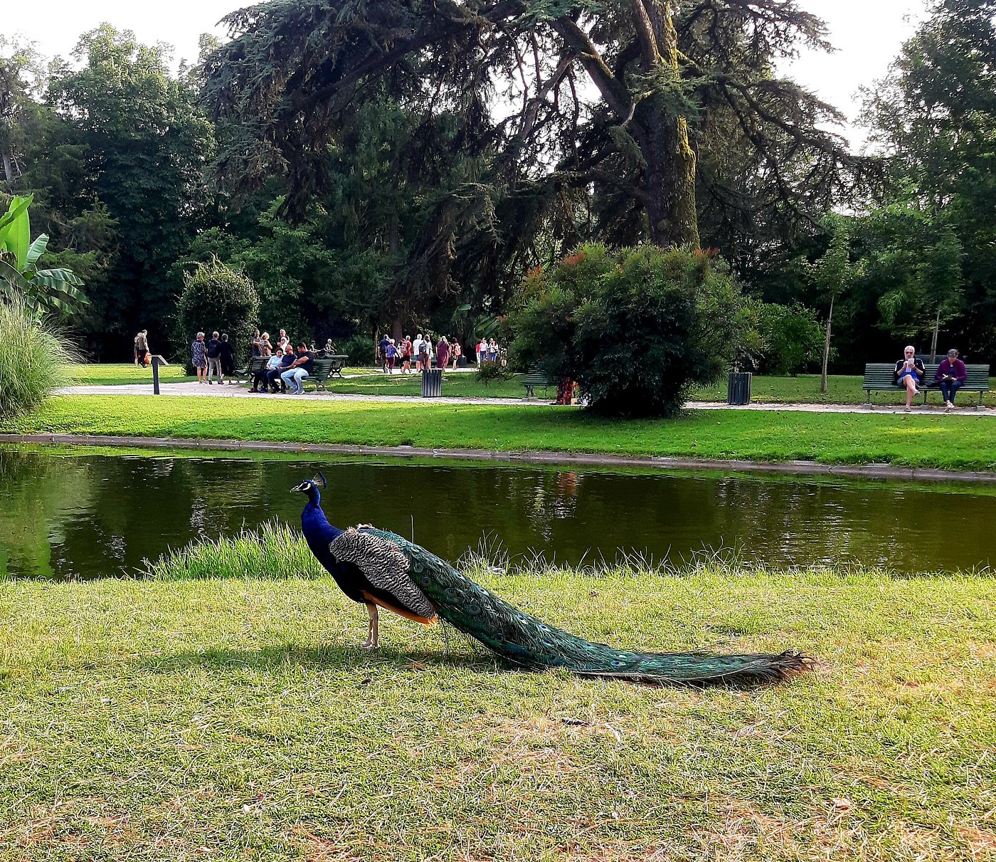 Tarbes: A Hidden Gem in the Pyrenees Foothills