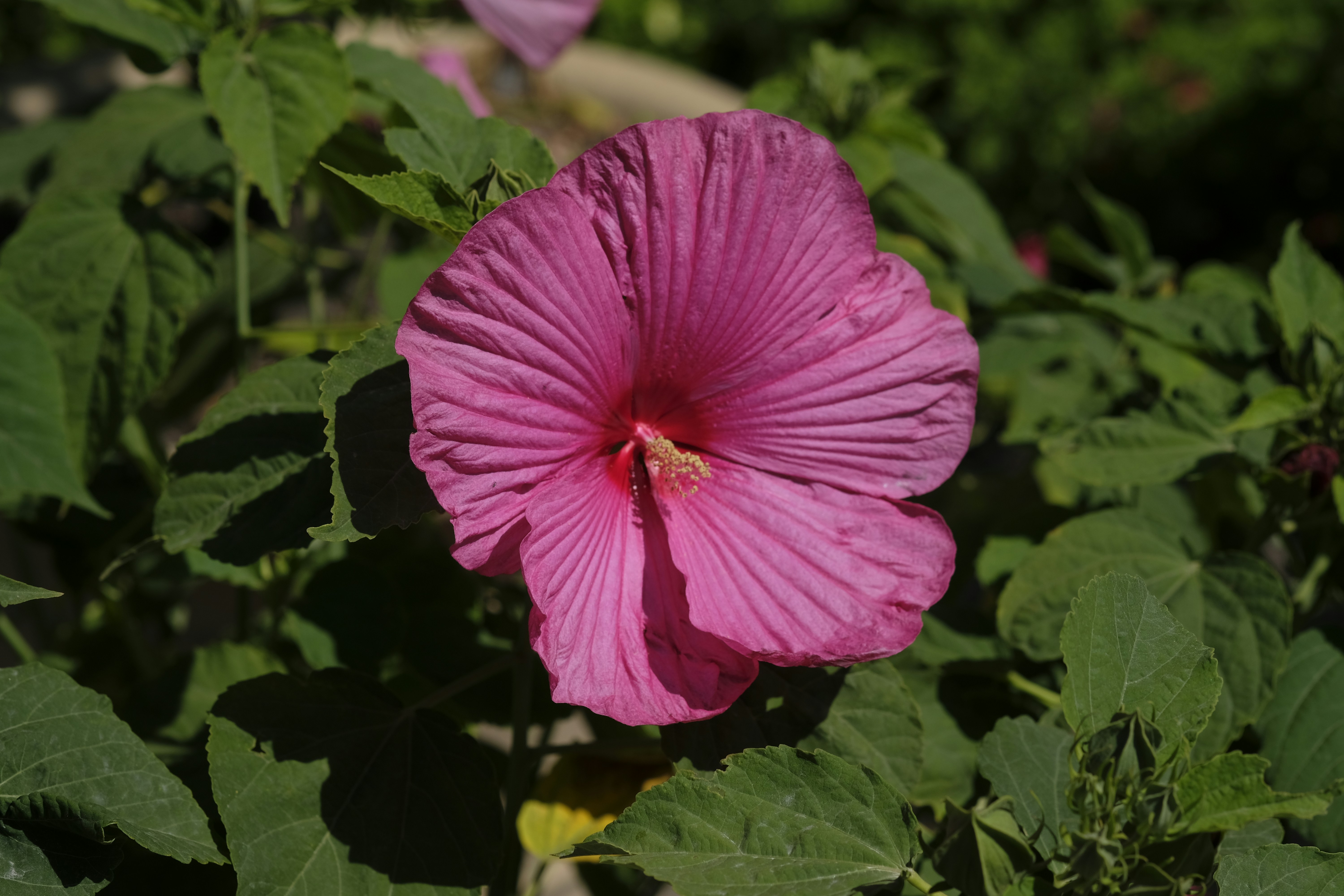 Oberhausen: Where Industrial Heritage Meets Modern Leisure