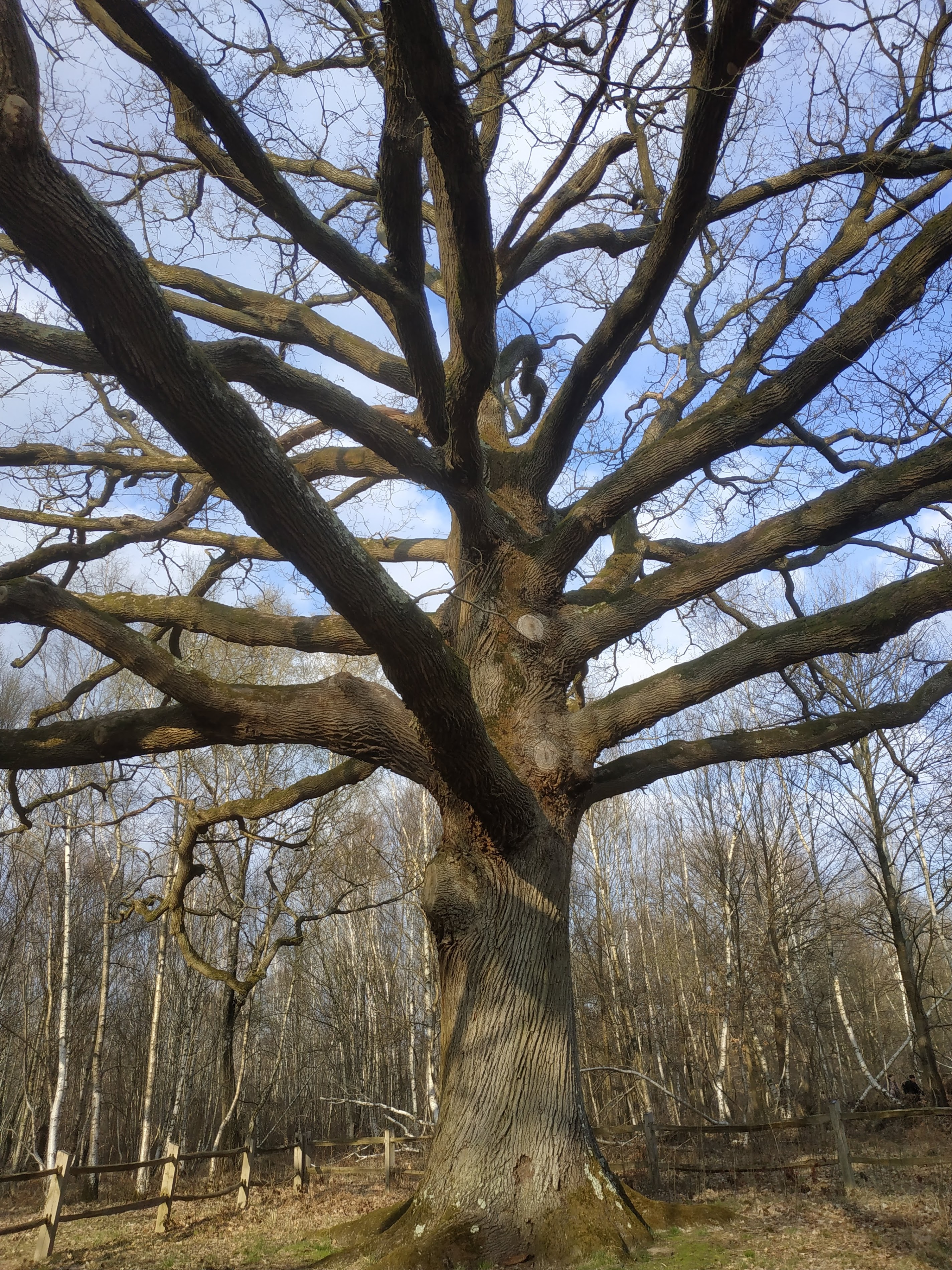 Chêne des Huit Routes