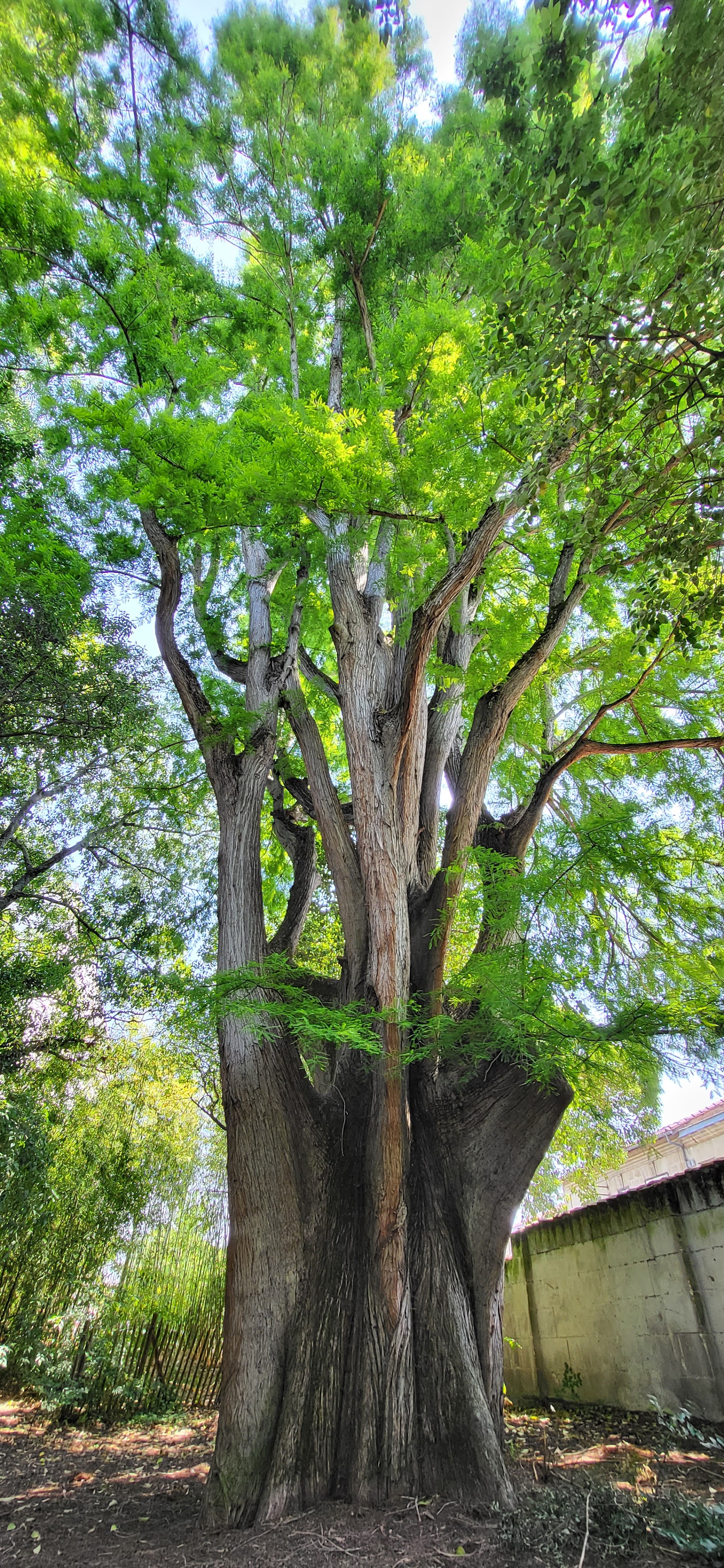 Discovering the Cyprès Chauve in Le-Bouscat