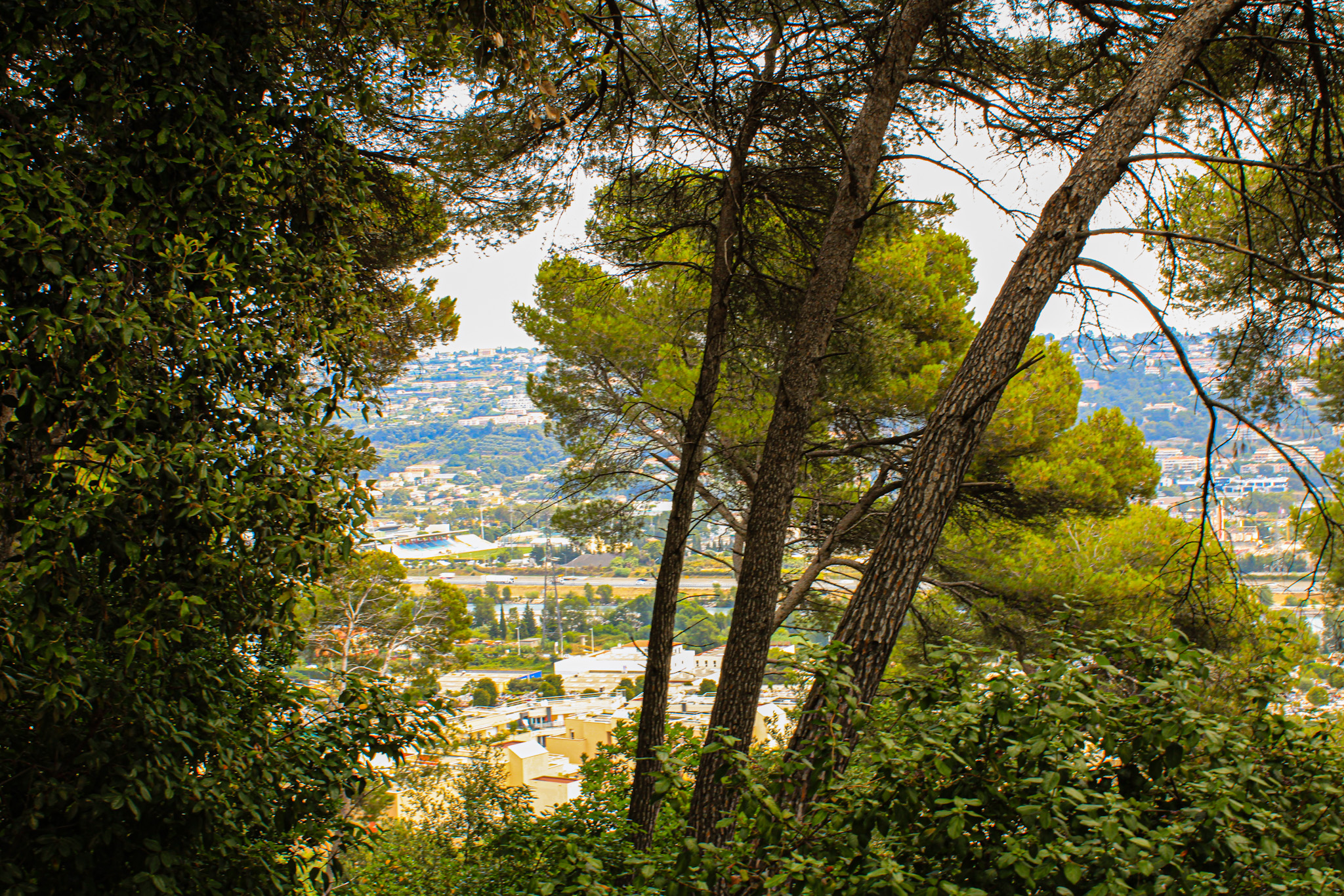 Forêt des Pugets à Saint-Laurent-du-Var