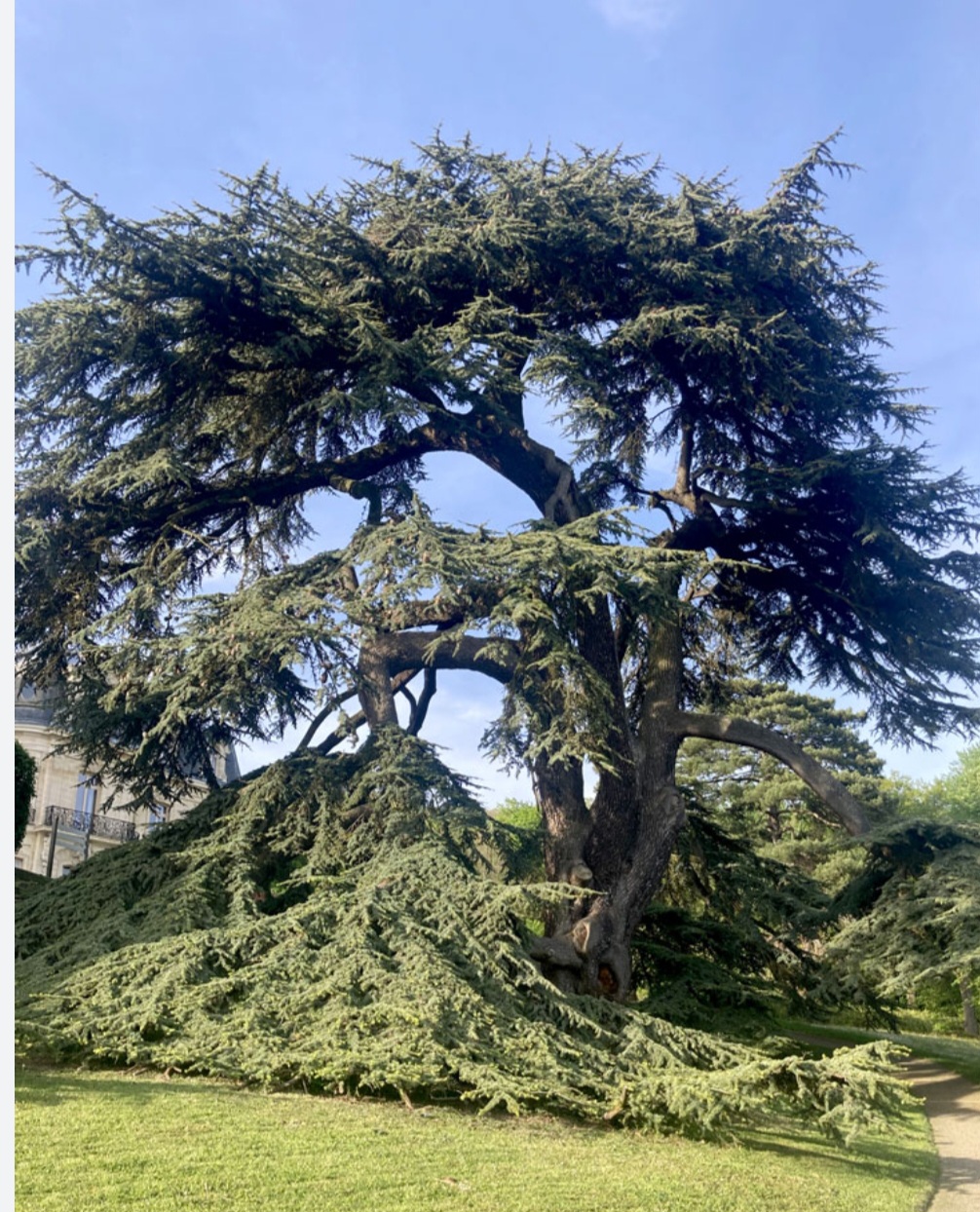hôpital du parc. Garden