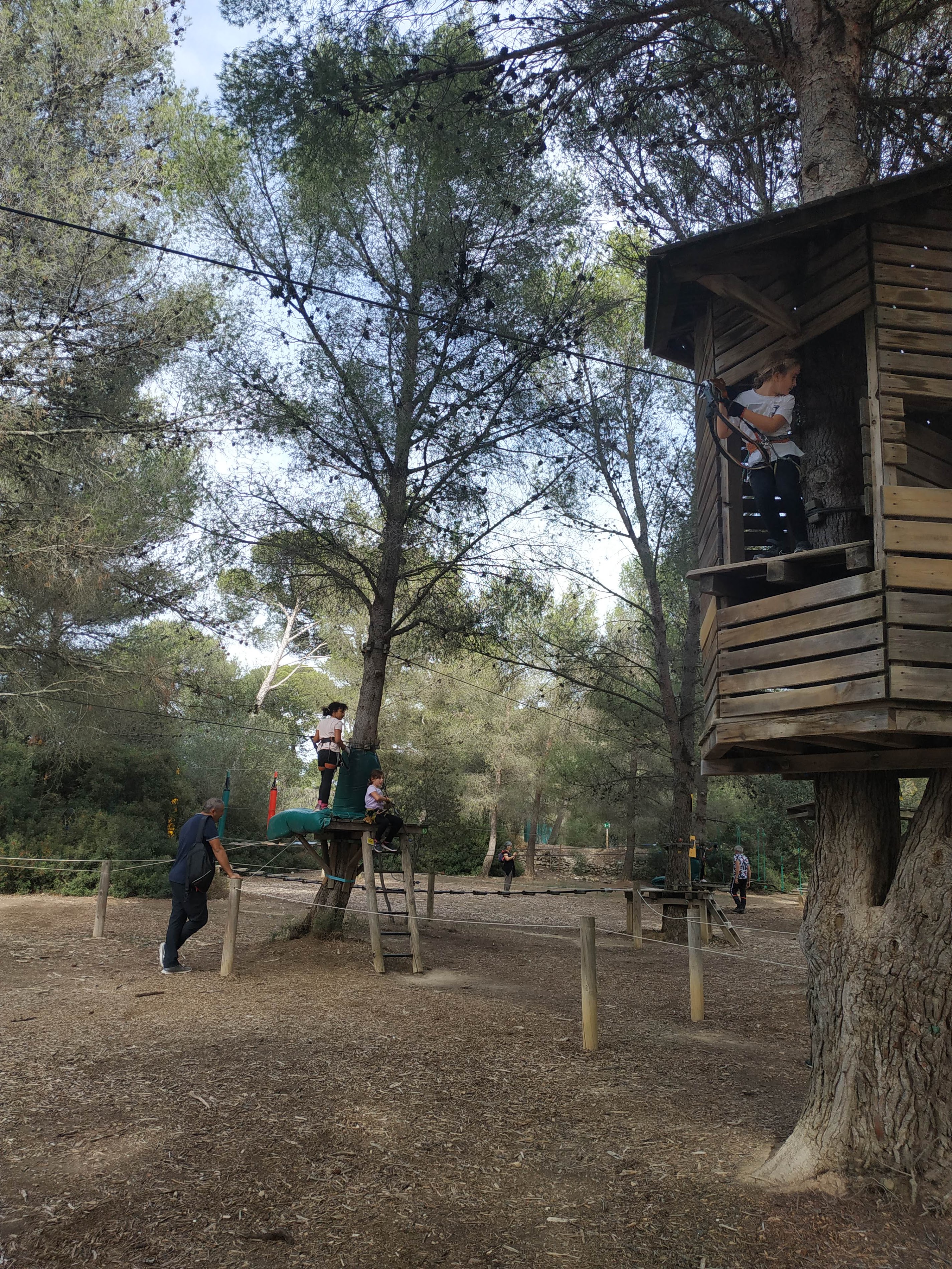 Exploring the Beauty of Indian Forest Figuerolles