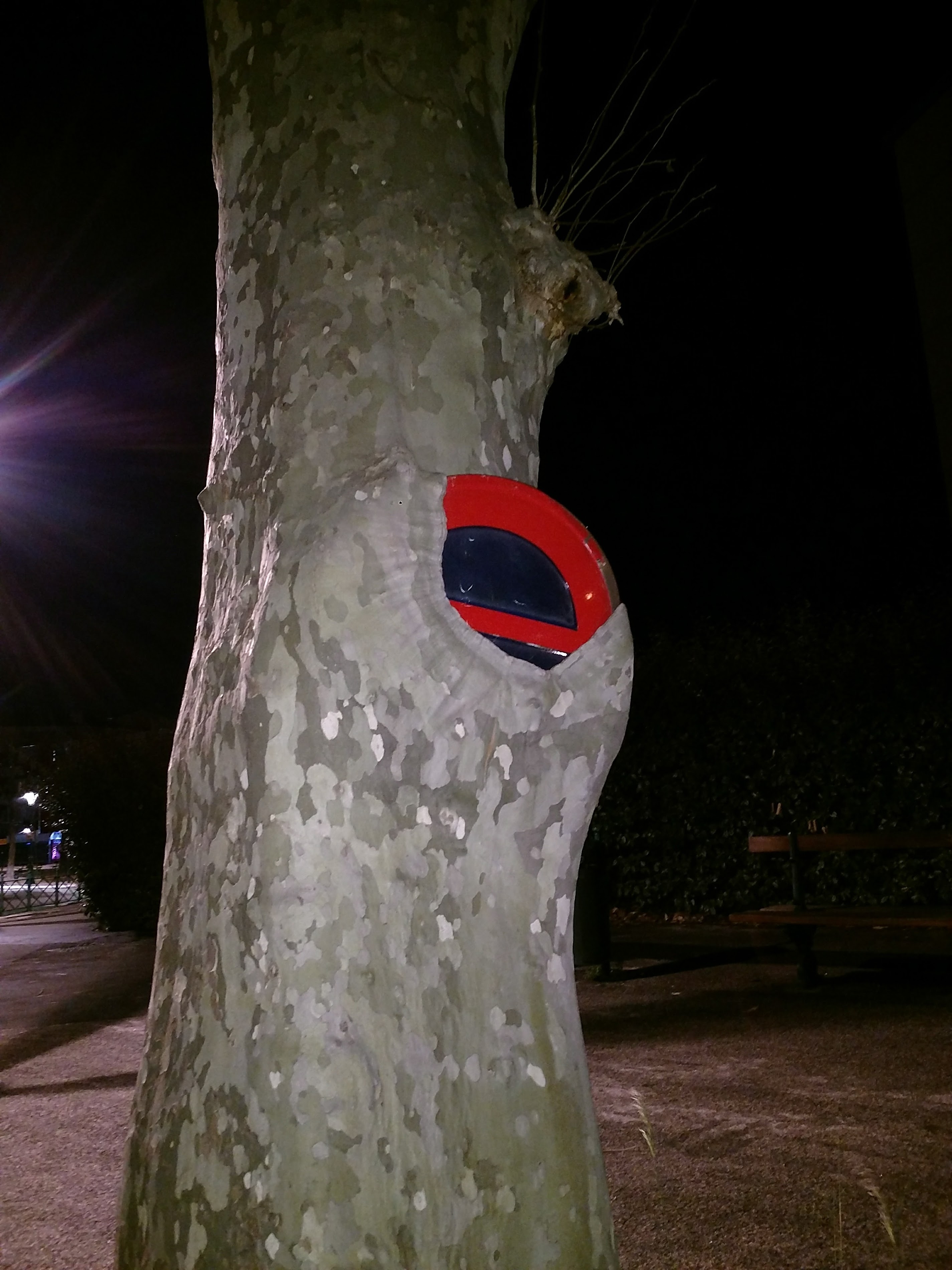 Le panneau englouti : l'emprise de l'arbre.