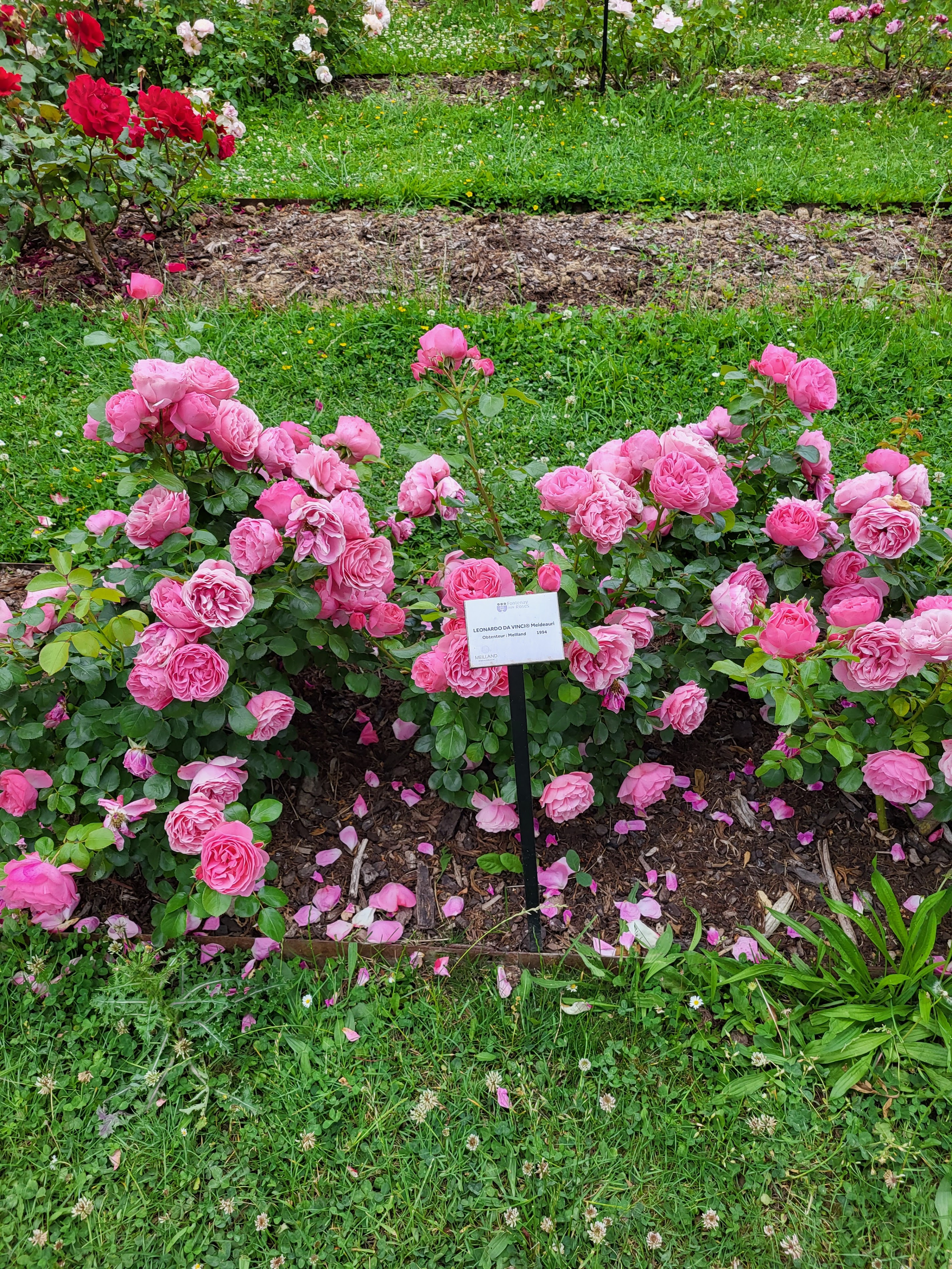 Parc la Roseraie: A Floral Retreat in Fontenay-aux-Roses