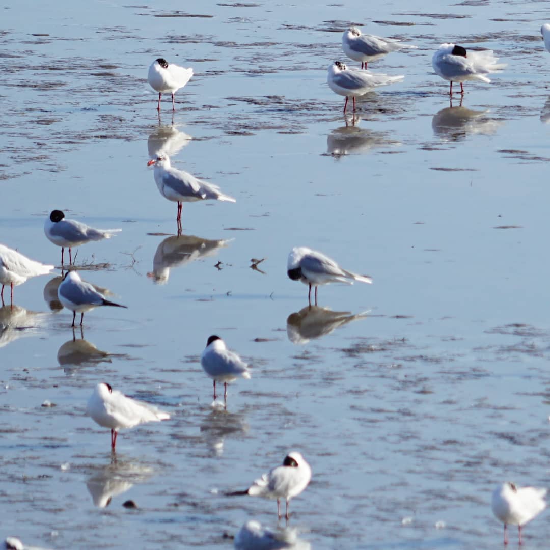 Réserve ornithologique