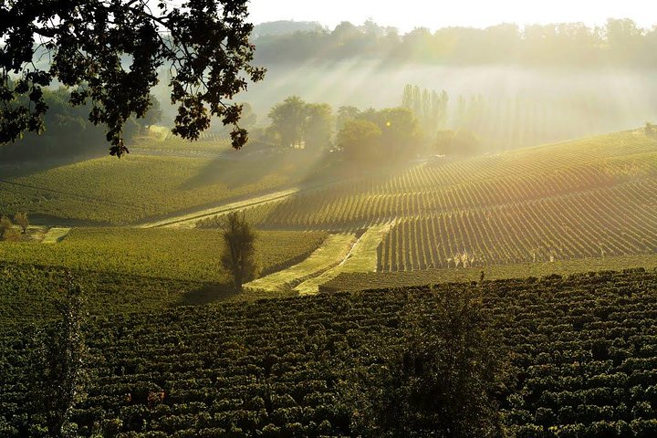 Saint-Emilion Grand Cru Classé: Visite & dégustation en anglais