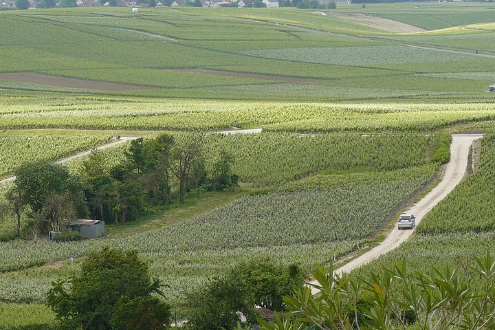 Celebrate in Champagne - Custom Planned Visits, Tastings & Lunch