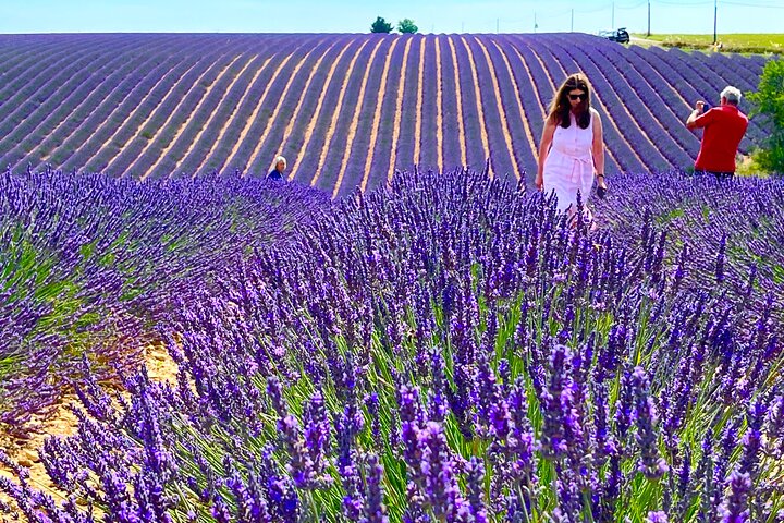 One Day Tour in Lavender