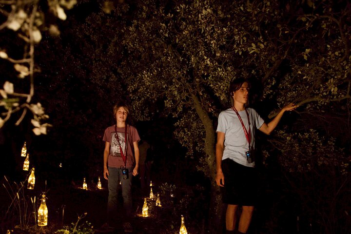 An Immersive Night Tour Between Vines and Lights